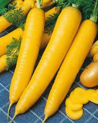 Carrot Solar Yellow 5g
