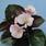 doprodej-Begonia semp. Strahov F1 0,25g - 1/2