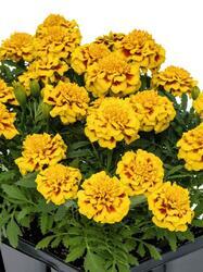 Tagetes Super Hero™ Yellow Bee 300 seeds