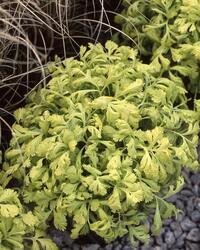 Tanacetum parthenium  Golden Moss 200 semen