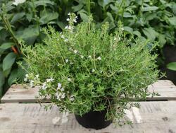 Thymus vulgaris - Garden Thyme Orangelo 200 seeds