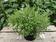 Thymus vulgaris - Garden Thyme Orangelo 200 seeds - 1/2
