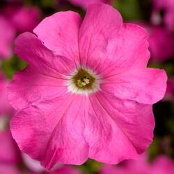 Petunia h.Express Pink F1 500 seeds