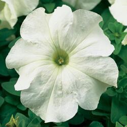 Petunia h.Express White F1 500 seeds - 1