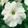 Petunia h.Express White F1 500 seeds - 1/3
