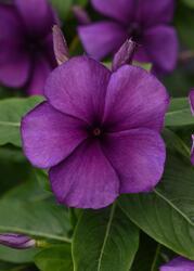Catharanthus r. Tattoo™ Blueberry 250 seeds