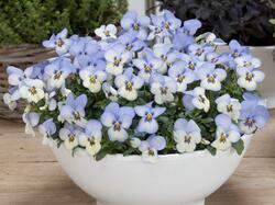 Viola c. Floral Power® Blue Picotee F1 250 seeds
