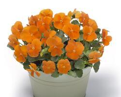 Viola c. Floral Power® Deep Orange F1 250 seeds