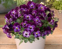 Viola c. Floral Power® Raspberry F1 250 seeds
