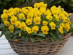 Viola c.Floral Power® Yellow Surprise F1 250 seeds