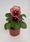 Viola x w. Inspire® Terracotta  F1 500 seeds - 1/2