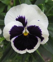 Viola x w. Silberbraut 1g