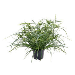 Cyperus glaber Abby 250 seeds