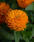 Zinnia m. Double Zahara™ Bright Orange 100 semen - 1/2