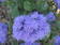 Ageratum houstonianum Blue (Capri) 1g - 1/3