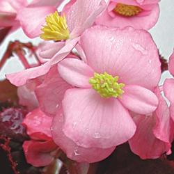 Begonia semp. Akord Clear Pink F1 1/16g