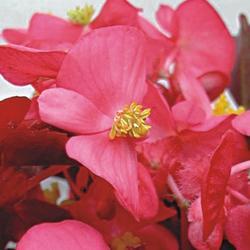 Begonia semp. Akord Deep Pink F1 1/16g