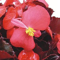 Begonia semp. Akord Scarlet Red F1 0,25g