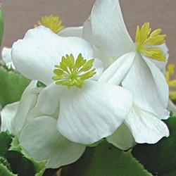 Begonia semp. Variace White F1 1/16g