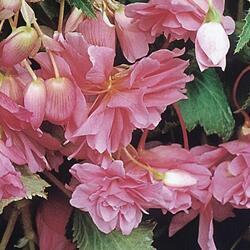 Begonia t. pendula Chanson růžová F1 50 pelet