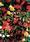 Begonia t. pendula Chanson Mix F1 1/16g - 1/2