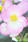 Begonia semp. Nightlife Blush F1 1000 pellets - 1/2