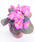Begonia semp. Nightlife Deep Rose F1 1000 pellets - 1/2