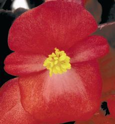 Begonia semp. Nightlife Red F1 1000 pellets