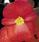 Begonia semp. Nightlife Red F1 1000 pellets - 1/2