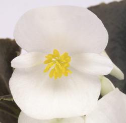 Begonia semp. Nightlife White F1 1000 pelet