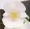 Begonia semp. Nightlife White F1 1000 pelet - 1/2