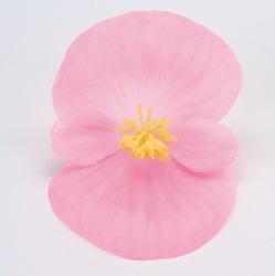 Begonia semp. Sprint Pink F1 1000 pellets - 1
