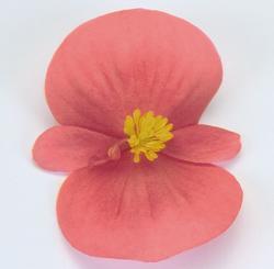 Begonia semp. Sprint Rose F1 1000 pellets - 1