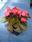 Begonia semp. Oreb F1 0,25g - 1/2