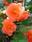 Begonia tuberhybrida Salmon 1/16g - 1/2