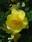 Begonia tuberhybrida Žlutá 1/16g - 1/2