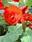 Begonia tuberhybrida Tmavě červená 0,25g - 1/2