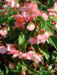 Begonia t. pendula Chanson Pink & White F1 1/16g
