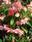 Begonia t. pendula Chanson růžovo-bílá F1 0,25g - 1/2