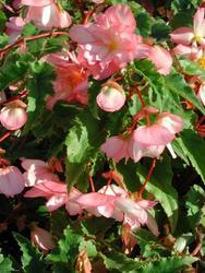 Begonia t. pendula Chanson růžovo-bílá F1 50 pelet