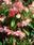 Begonia t. pendula Chanson Pink & White F1 1/16g - 1/2