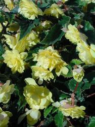 Begonia t. pendula Chanson Creamy Yellow F1 50 pel