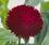Bellis p. Tasso Red  500 seeds - 1/2