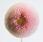 Bellis p. Tasso® Pink 500 seeds - 1/2