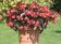 Begonia x b. Big® Red Bronze Leaf F1 200 pelet - 1/2