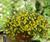 Calibrachoa Kabloom Yellow 100 multi-pelet - 1/2