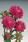 Callistephus chinensis Gala Carmine Rose 1000semen - 1/2