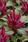 Celosia spicata Kosmo Purple Red 100s - 1/6