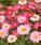 Chrysanthemum coccineum Robinson´s Giant Mix 1g - 1/2
