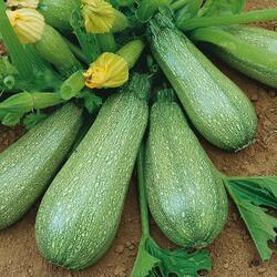 Courgette Grey 25g